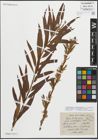 Foto von Salix triandra L. x Salix viminalis L.